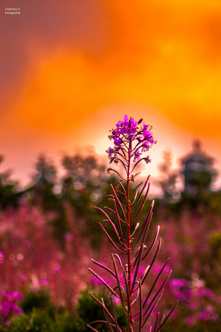 Sunset Flower