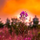 Sunset Flower