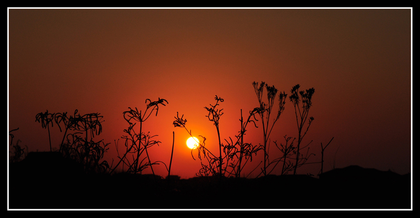 sunset flowers