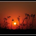 sunset flowers