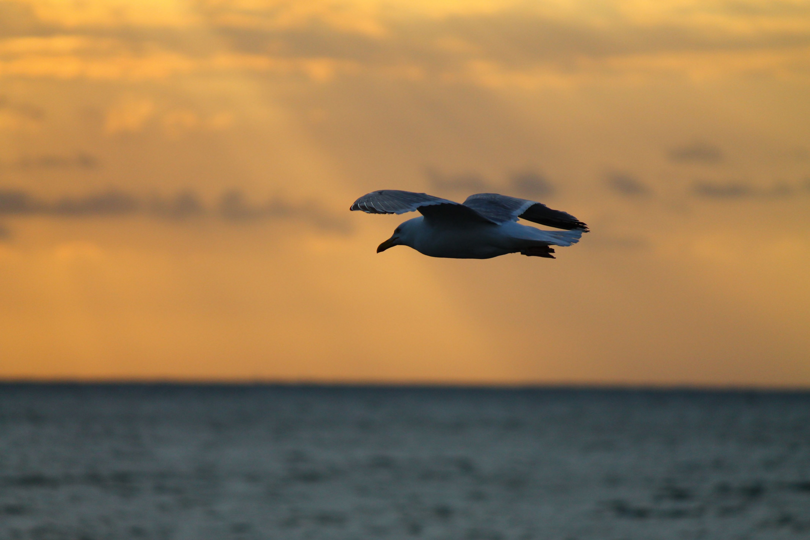 Sunset Flying