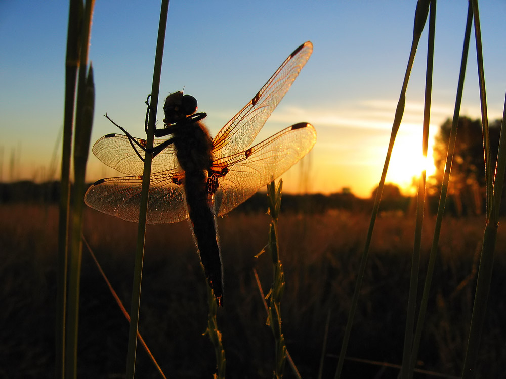 Sunset Gazer II