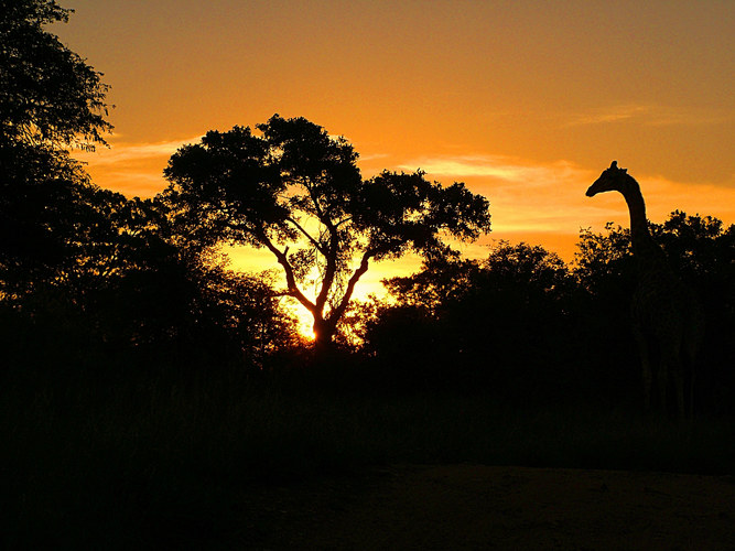 Sunset Giraffe