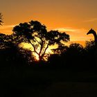 Sunset Giraffe
