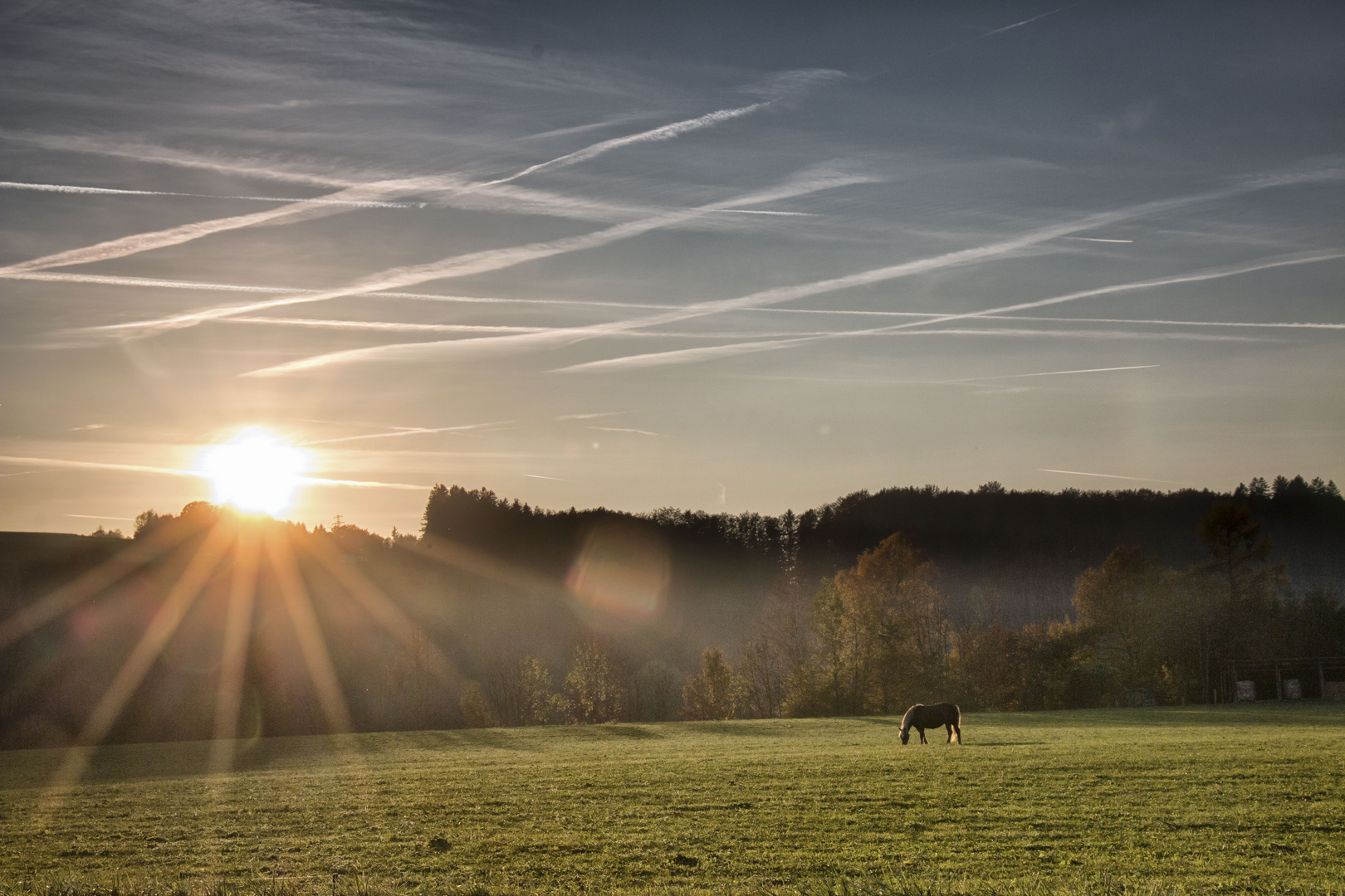 Sunset grazing