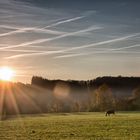 Sunset grazing