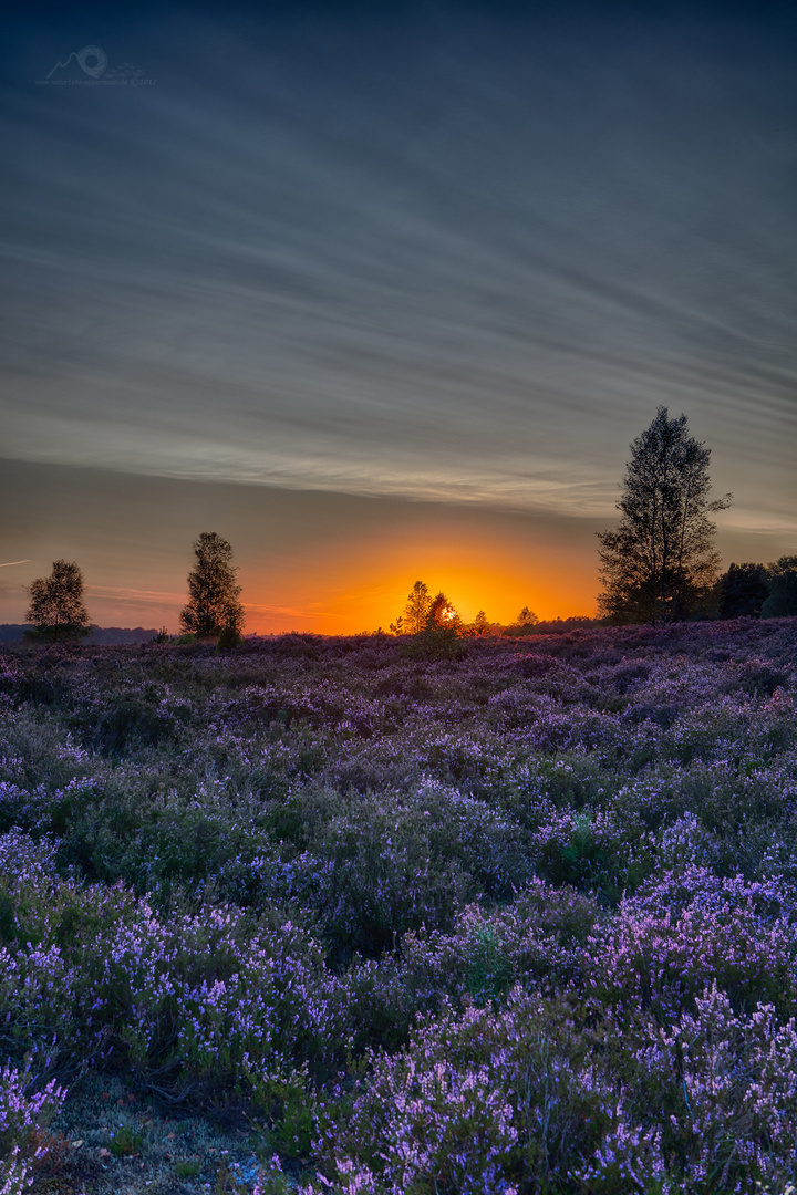 Sunset Heide