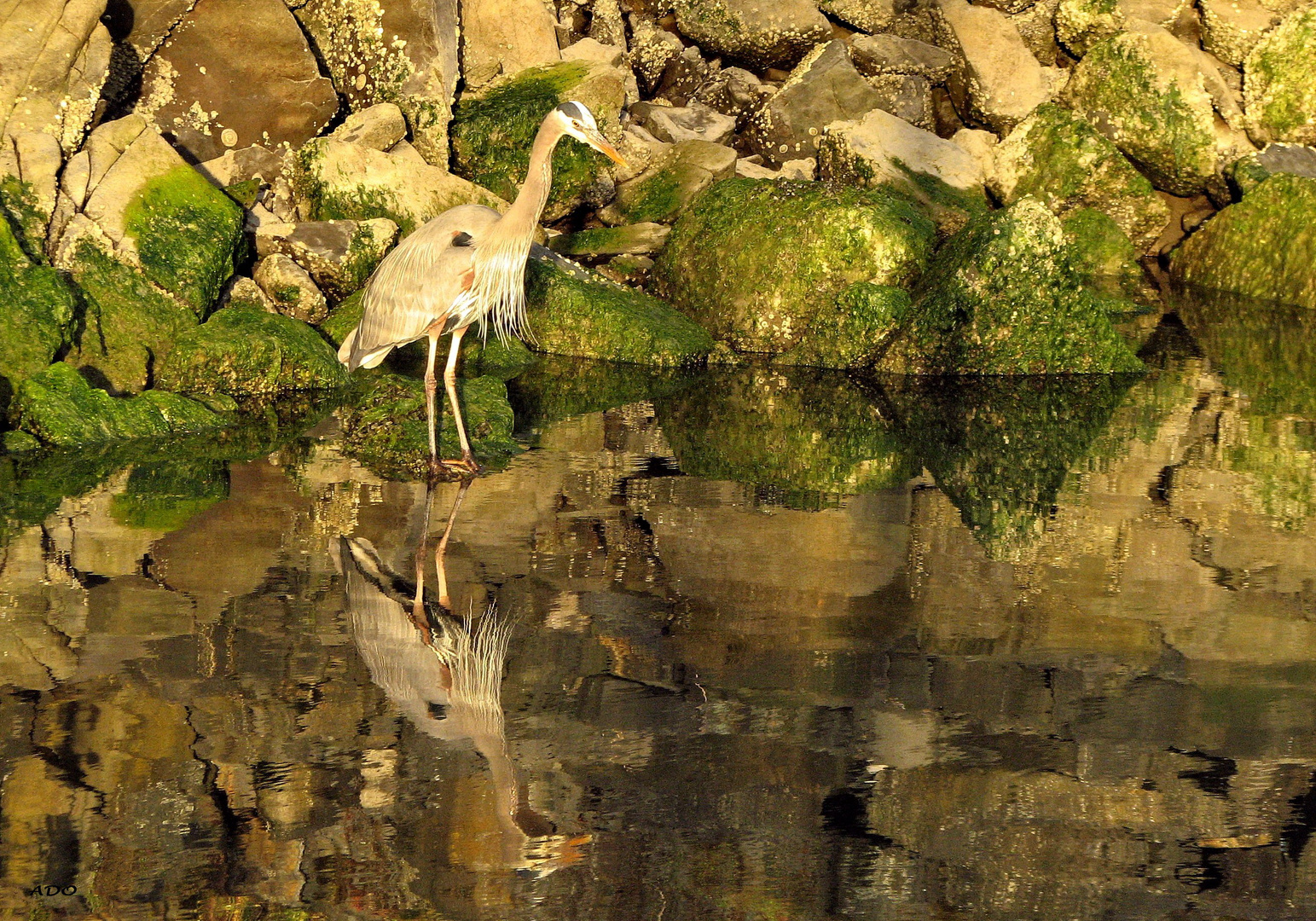 Sunset Heron