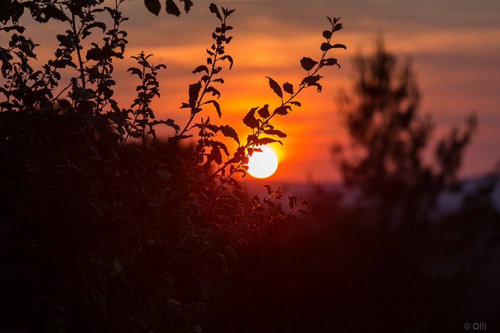 Sunset hinter den Blättern