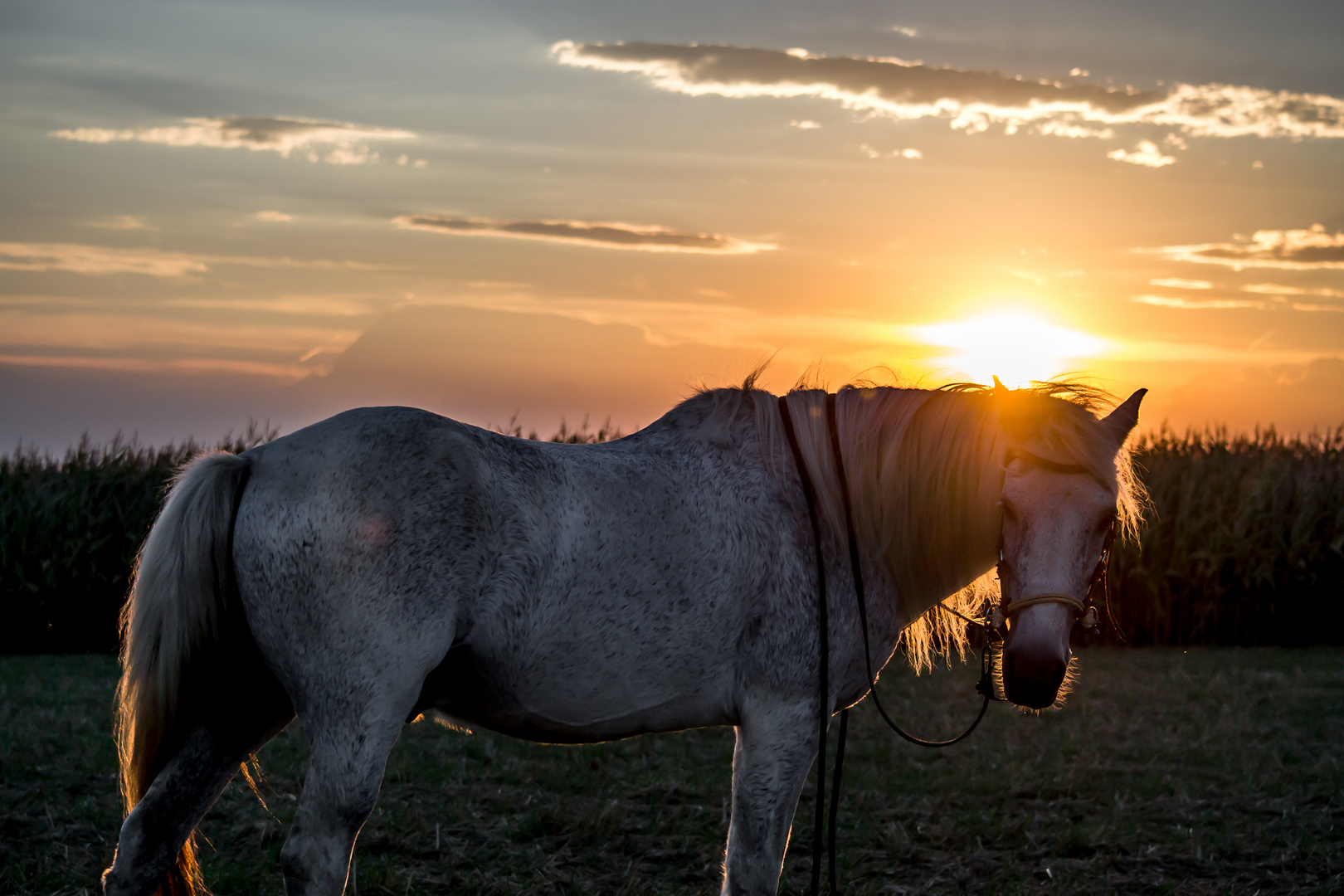 Sunset Horse 2