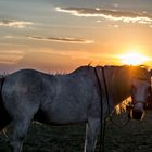 Sunset Horse 2