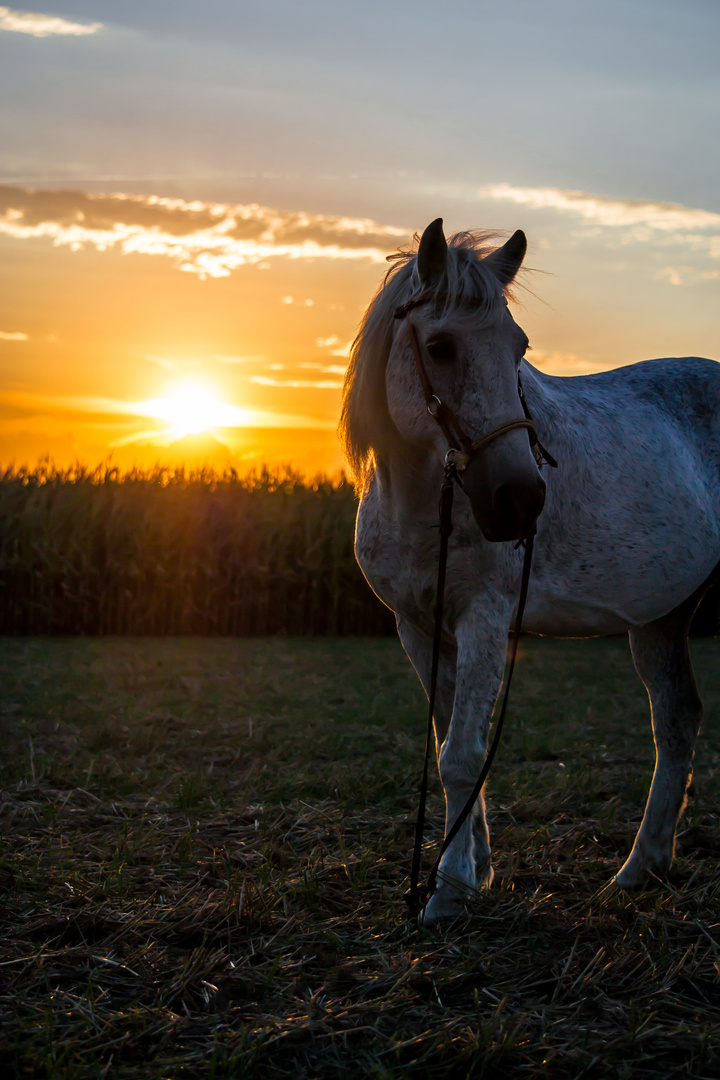 Sunset Horse 3