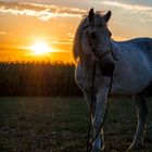 Sunset Horse 3