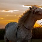 Sunset Horse