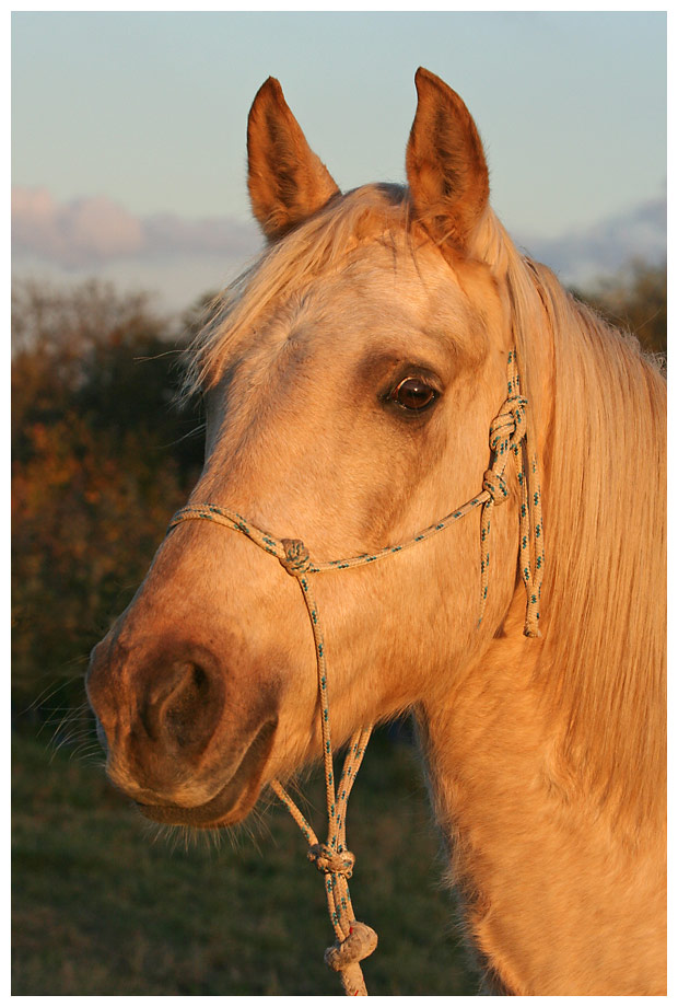 Sunset Horse