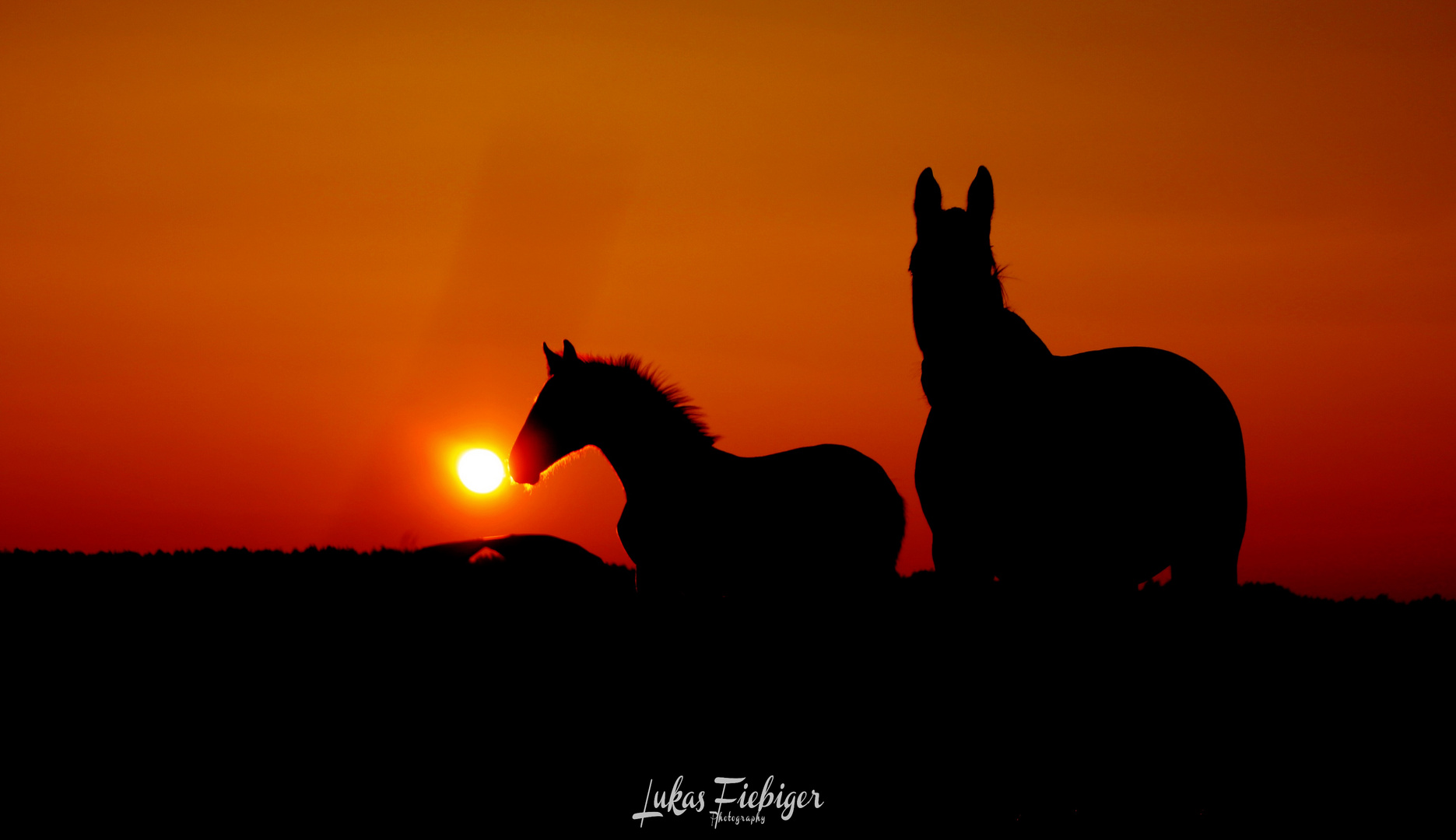 #Sunset horses 2