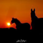 #Sunset horses 2