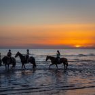 Sunset Horses