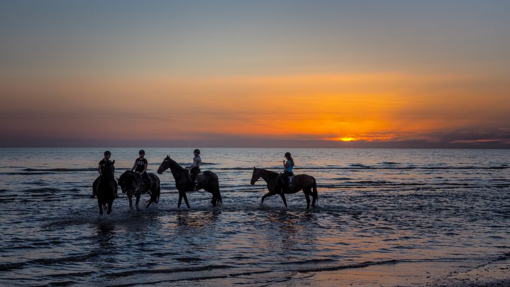 Sunset Horses