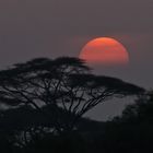 Sunset im Amboseli NP