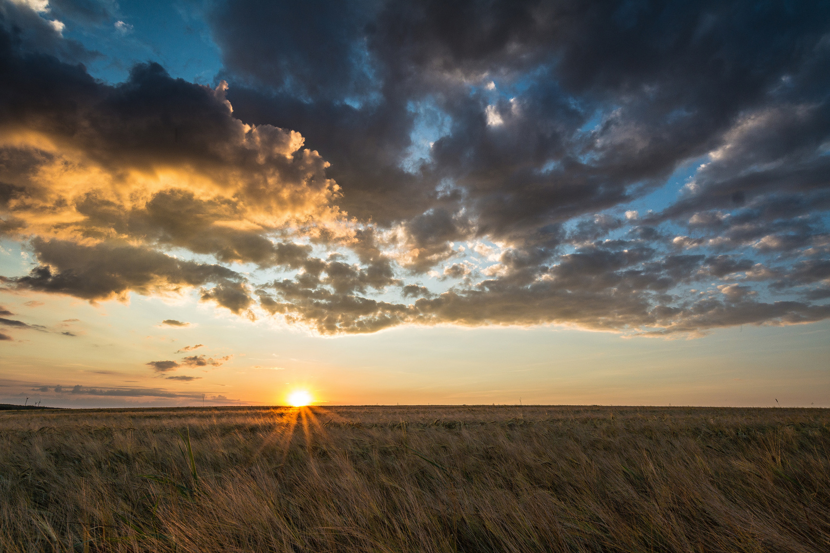 Sunset im Getreidefeld