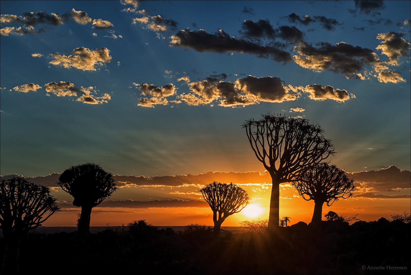 Sunset im Köcherbaumwald