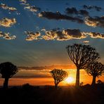 Sunset im Köcherbaumwald