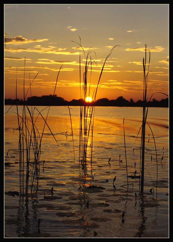 Sunset im Okawango