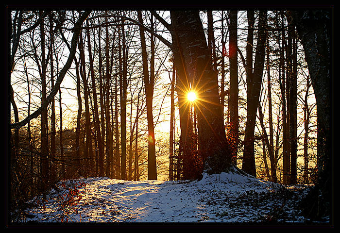 Sunset im Wald