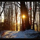 Sunset im Wald