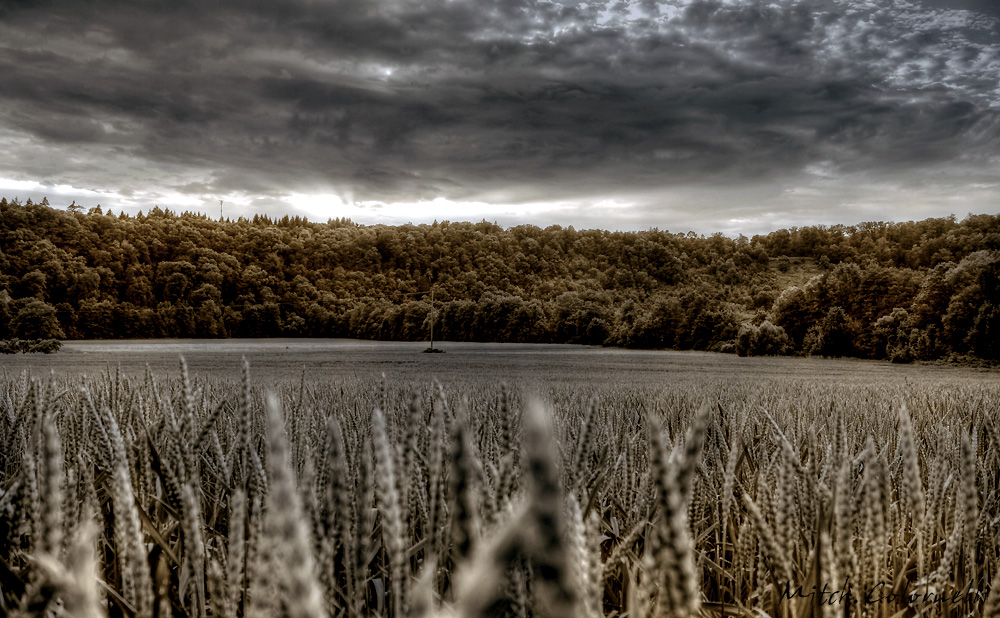 Sunset im Weizenfeld