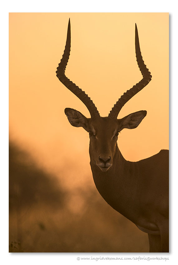 Sunset Impala