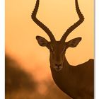 Sunset Impala