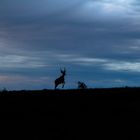 Sunset in Africa