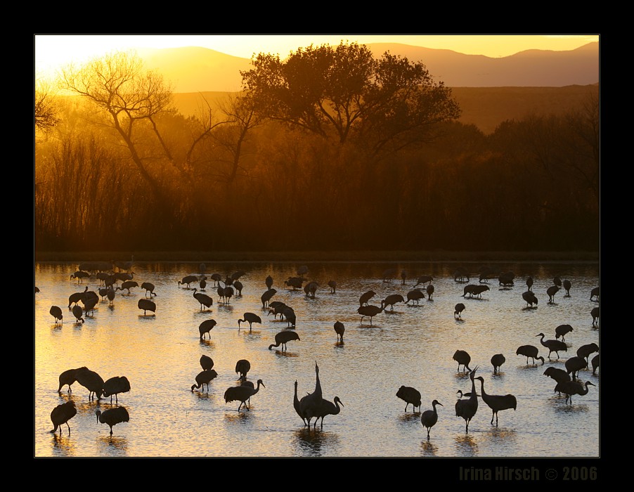 Sunset in Bosque del Apache