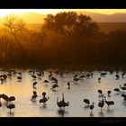 Sunset in Bosque del Apache