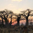 Sunset in Botswana