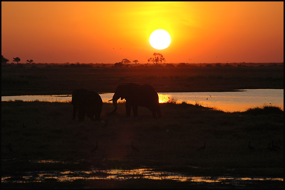 Sunset in Chobe NP