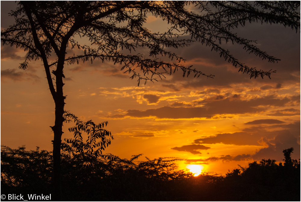 Sunset in der Massai Mara