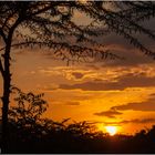Sunset in der Massai Mara