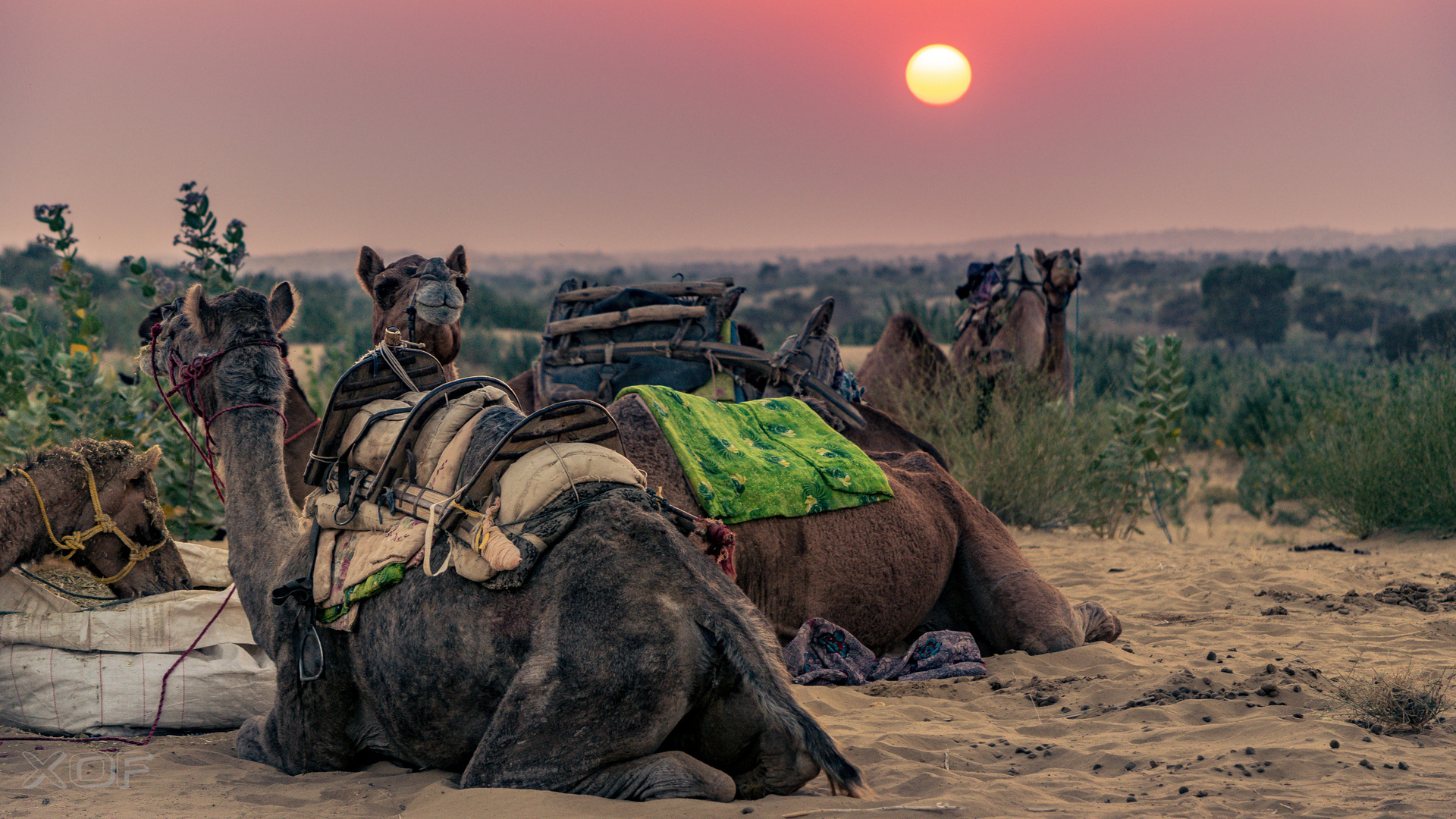 Sunset in Indien desert