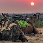 Sunset in Indien desert