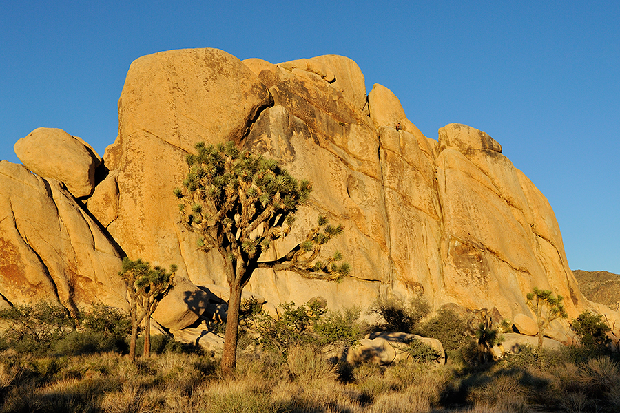 Sunset in Joshua Tree