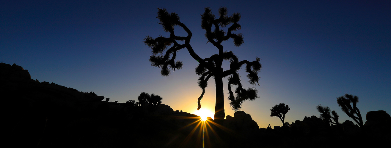 Sunset in Joshua Tree Natl.Park /US