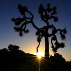 Sunset in Joshua Tree Natl.Park /US