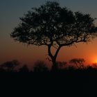 Sunset in Kruger Park