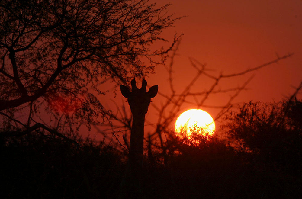 Sunset in Makgadikgadi NP
