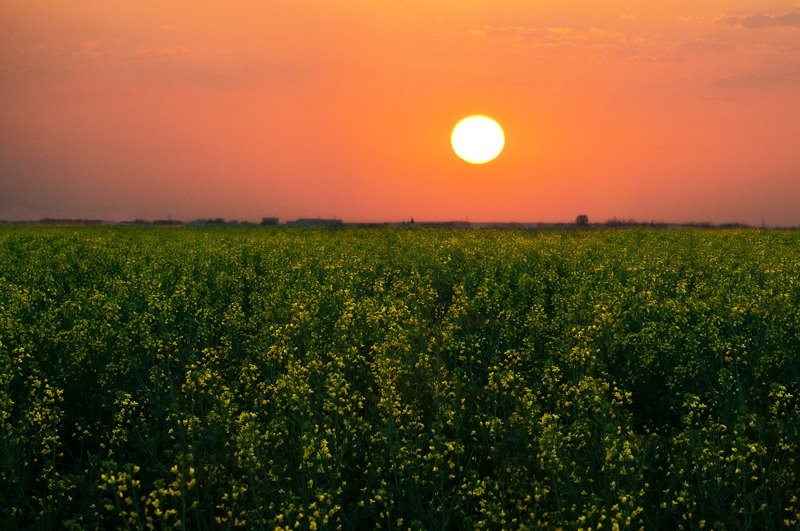 Sunset in my rape field