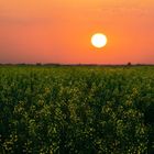 Sunset in my rape field