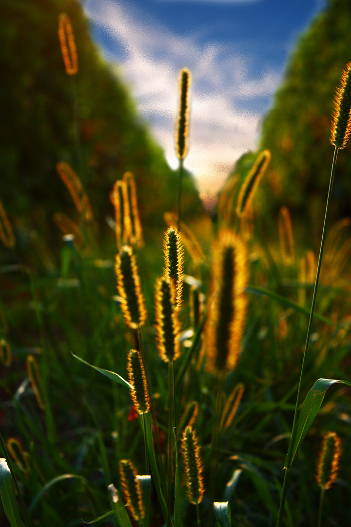 Sunset in Nature